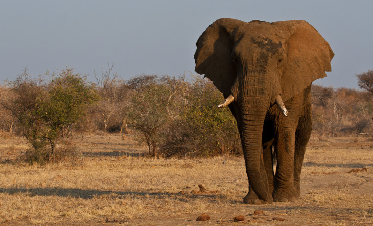 Makanyane Elephant 4 G.Kew