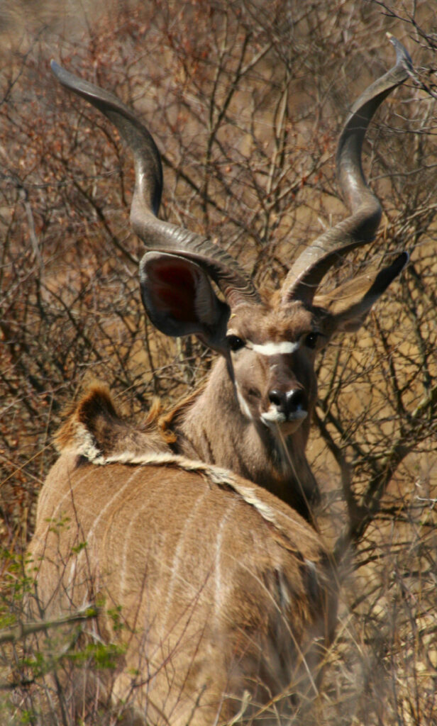 Makanyane Kudu 1 G.Kew