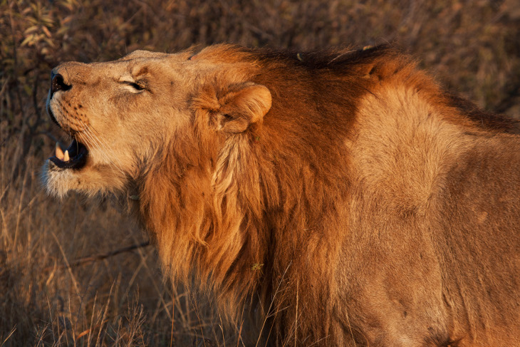 Makanyane Lion 5 G.Kew