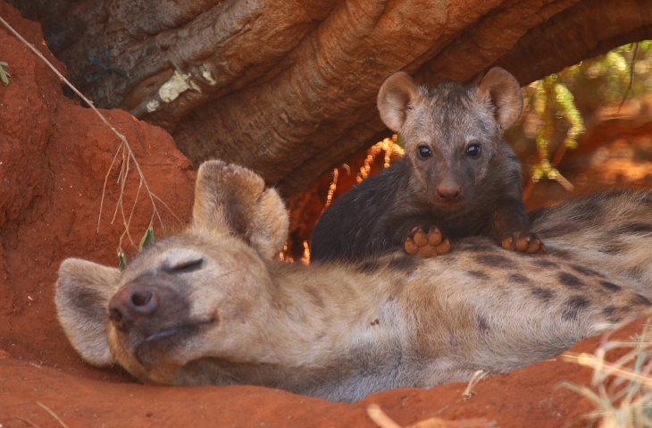 Makanyane S Hyeana 2 G.Kew