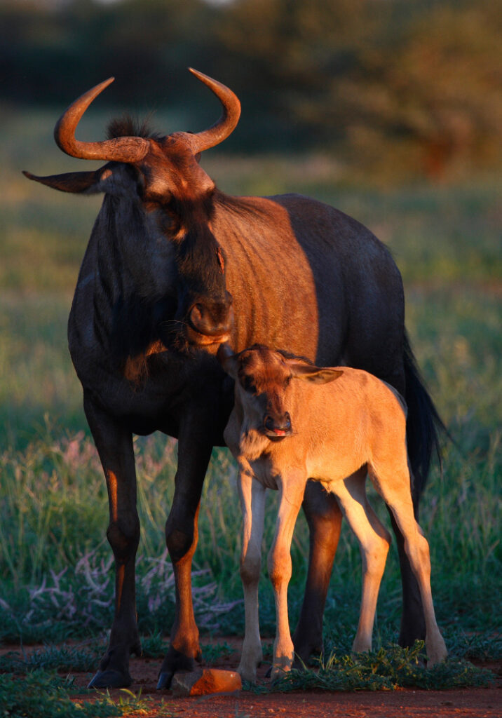 Makanyane Wildebeest G.Kew